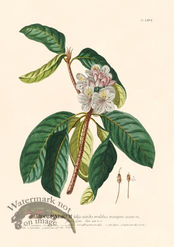 Trew Botanical 66